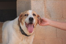 GROUCHO, Hund, Mastin Español-Bernhardiner-Mix in Spanien - Bild 16