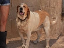 GROUCHO, Hund, Mastin Español-Bernhardiner-Mix in Spanien - Bild 19