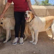 GROUCHO, Hund, Mastin Español-Bernhardiner-Mix in Spanien - Bild 20