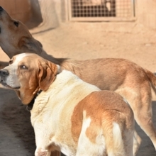 GROUCHO, Hund, Mastin Español-Bernhardiner-Mix in Spanien - Bild 22