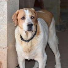 GROUCHO, Hund, Mastin Español-Bernhardiner-Mix in Spanien - Bild 23