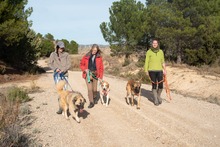 GROUCHO, Hund, Mastin Español-Bernhardiner-Mix in Spanien - Bild 7