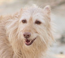 VERA, Hund, Mischlingshund in Spanien - Bild 10