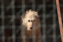 VERA, Hund, Mischlingshund in Spanien - Bild 18