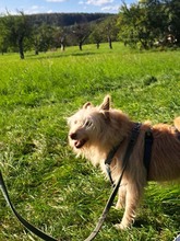VERA, Hund, Mischlingshund in Spanien - Bild 3