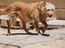 VERA, Hund, Mischlingshund in Wiesbaden - Bild 26