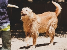 VERA, Hund, Mischlingshund in Wiesbaden - Bild 27