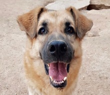 LEON, Hund, Deutscher Schäferhund-Mix in Spanien - Bild 1