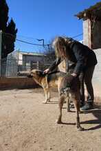LEON, Hund, Deutscher Schäferhund-Mix in Spanien - Bild 10
