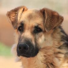 LEON, Hund, Deutscher Schäferhund-Mix in Spanien - Bild 14