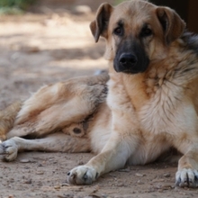 LEON, Hund, Deutscher Schäferhund-Mix in Spanien - Bild 15