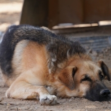 LEON, Hund, Deutscher Schäferhund-Mix in Spanien - Bild 16