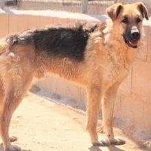 LEON, Hund, Deutscher Schäferhund-Mix in Spanien - Bild 17