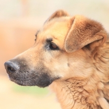 LEON, Hund, Deutscher Schäferhund-Mix in Spanien - Bild 18