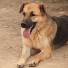 LEON, Hund, Deutscher Schäferhund-Mix in Spanien - Bild 19