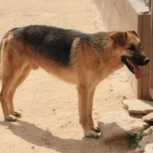LEON, Hund, Deutscher Schäferhund-Mix in Spanien - Bild 21