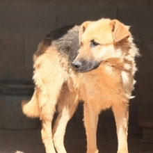LEON, Hund, Deutscher Schäferhund-Mix in Spanien - Bild 22
