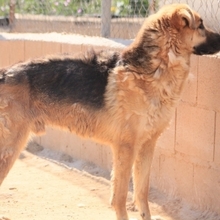 LEON, Hund, Deutscher Schäferhund-Mix in Spanien - Bild 23