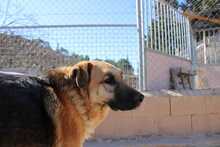 LEON, Hund, Deutscher Schäferhund-Mix in Spanien - Bild 6