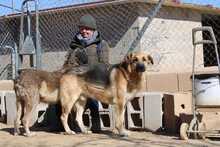 LEON, Hund, Deutscher Schäferhund-Mix in Spanien - Bild 9