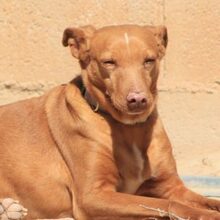 AURA, Hund, Podenco-Mix in Spanien - Bild 1