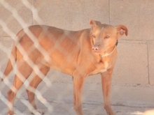 AURA, Hund, Podenco-Mix in Spanien - Bild 10
