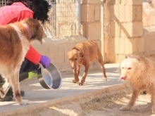 AURA, Hund, Podenco-Mix in Spanien - Bild 3