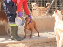 AURA, Hund, Podenco-Mix in Spanien - Bild 4