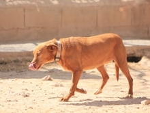 AURA, Hund, Podenco-Mix in Spanien - Bild 5