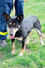 VIKI, Hund, Mischlingshund in Ungarn - Bild 2