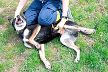 VIKI, Hund, Mischlingshund in Ungarn - Bild 3