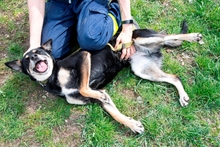 VIKI, Hund, Mischlingshund in Ungarn - Bild 4