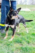 VIKI, Hund, Mischlingshund in Ungarn - Bild 5