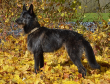REI, Hund, Belgischer Schäferhund in Kelheim - Bild 3