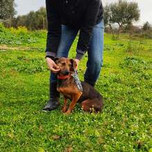 PEPER, Hund, Mischlingshund in Griechenland - Bild 2