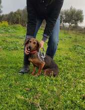 PEPER, Hund, Mischlingshund in Griechenland - Bild 3