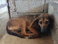 PEPER, Hund, Mischlingshund in Griechenland - Bild 5
