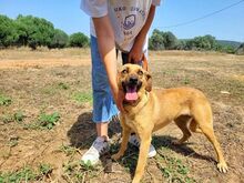 DAISY, Hund, Mischlingshund in Griechenland - Bild 5