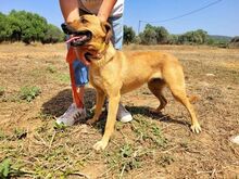 DAISY, Hund, Mischlingshund in Griechenland - Bild 6