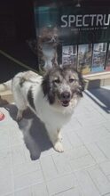 GRACE, Hund, Mischlingshund in Griechenland - Bild 6