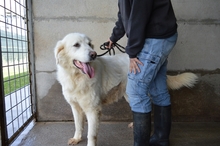 KAMALA, Hund, Maremmano in Italien - Bild 2