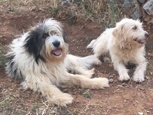 IRIS, Hund, Mischlingshund in Griechenland - Bild 2