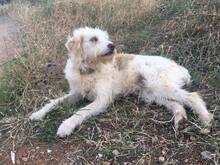 IRIS, Hund, Mischlingshund in Griechenland - Bild 3