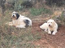 IRIS, Hund, Mischlingshund in Griechenland - Bild 4