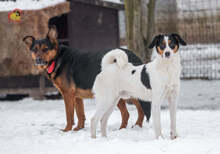 JERRY, Hund, Mischlingshund in Slowakische Republik - Bild 10
