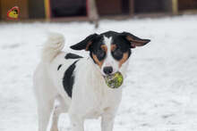 JERRY, Hund, Mischlingshund in Slowakische Republik - Bild 11