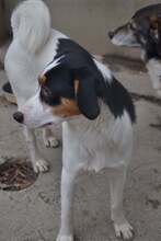JERRY, Hund, Mischlingshund in Slowakische Republik - Bild 14