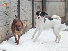 JERRY, Hund, Mischlingshund in Slowakische Republik - Bild 15