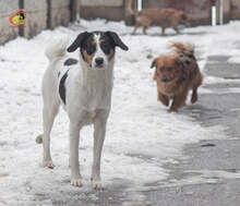 JERRY, Hund, Mischlingshund in Slowakische Republik - Bild 17