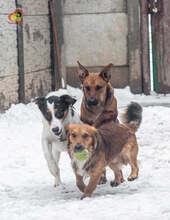 JERRY, Hund, Mischlingshund in Slowakische Republik - Bild 19